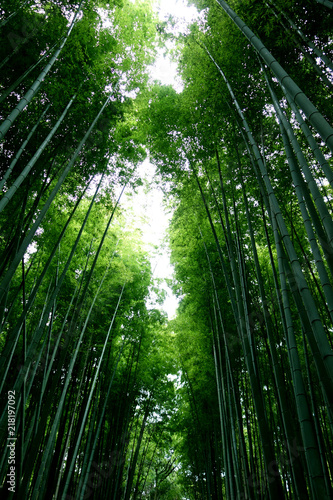 日本 京都 緑の竹藪 竹林 Japan Kyoto green bamboo forest bamboo grove