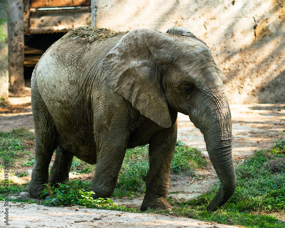 Fototapeta premium African elephant covered in dried mud for protection against sun and pest