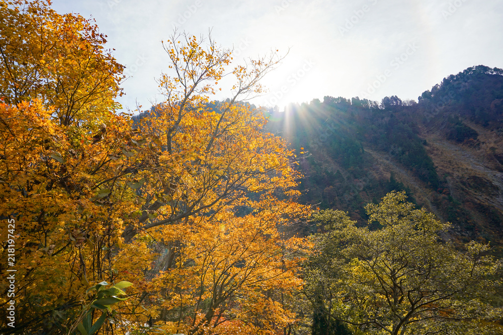 Fototapeta premium Japanese National Park, Autumn leaves around the national park in Tateyama, Toyama. 日本の国立公園 称名滝周辺の紅葉 富山県立山町