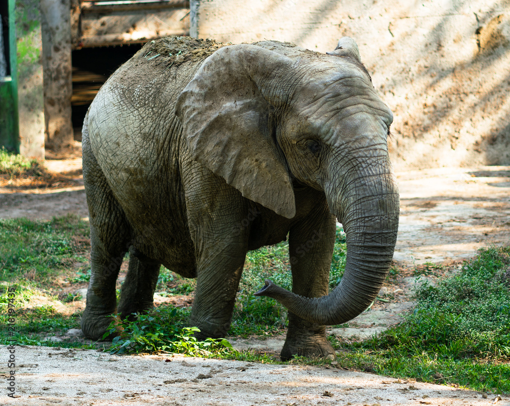 Fototapeta premium African elephant covered in dried mud for protection against sun and pest