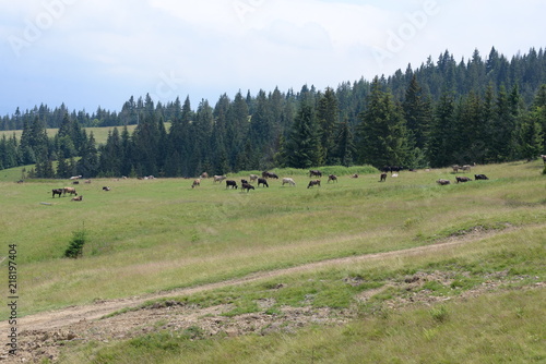 Summer Carpathian Mountains © Yevhenii Rukavitsyn