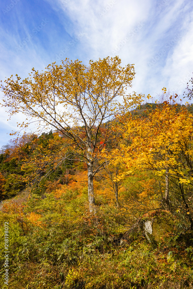 Autumn leaves of the mountains. 山々の紅葉 日本 富山県立山町 立山駅、称名滝周辺 Autumn leaves of the mountains. 山々の紅葉 日本 富山県立山町 立山駅、称名滝周辺