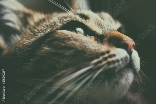Close up image of beautiful cat.Focus on eye.