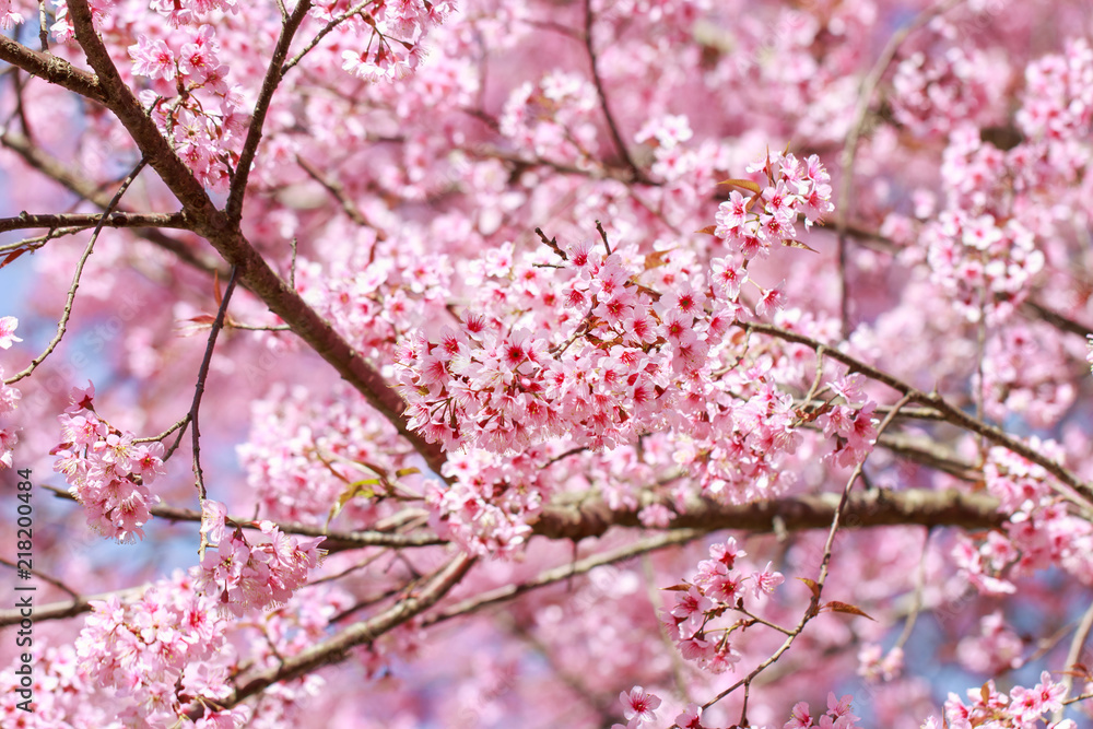 Wild Himalayan Cherry Blossoms in spring season (Prunus cerasoides), Sakura in Thailand, selective focus