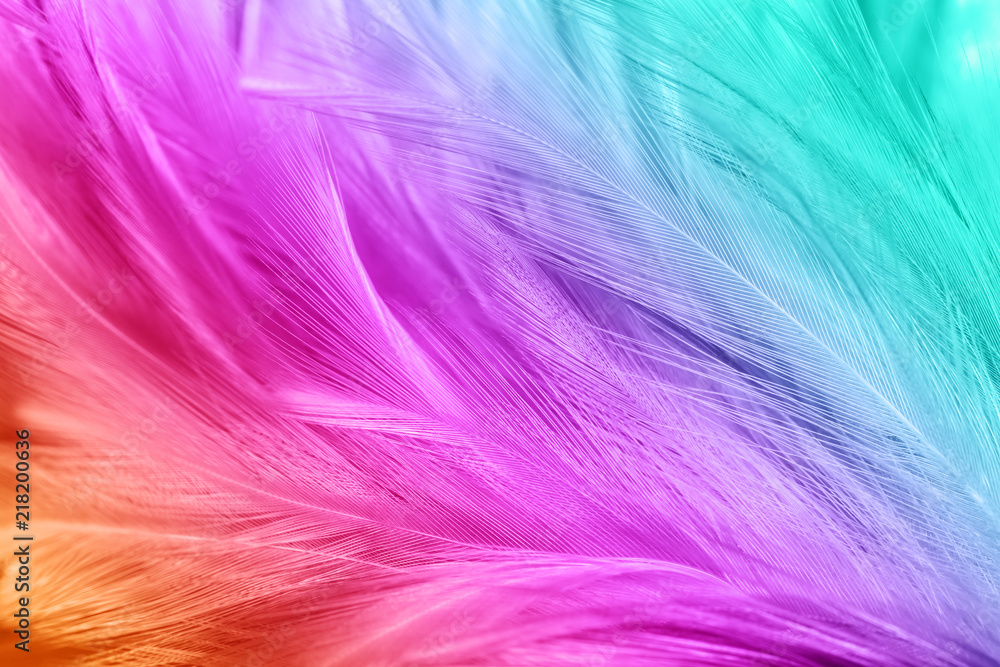 Colorful chicken feathers in soft and blur style for the background Colorful chicken feathers in soft and blur style for the background