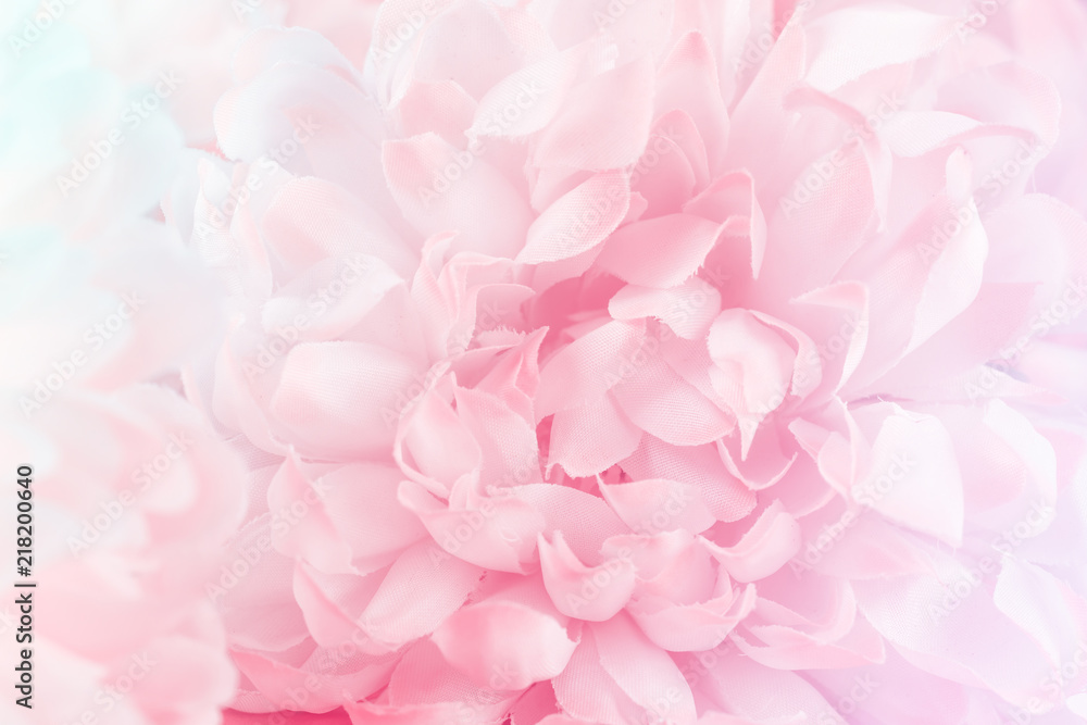 Chrysanthemum flowers in soft pastel color and blur style for background