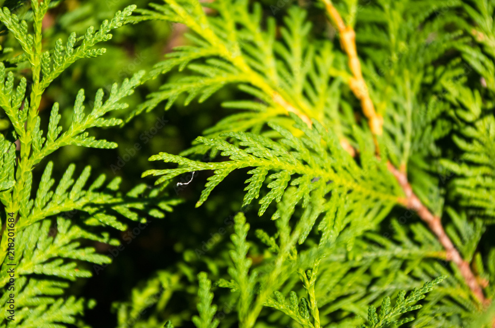 Incense cedar tree Calocedrus decurrens branch close up. Incense cedar tree Calocedrus decurrens branch close up.