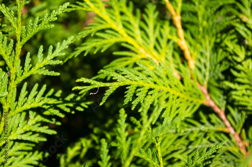 Incense cedar tree Calocedrus decurrens branch close up.