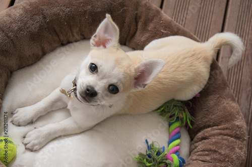 Chihuahua