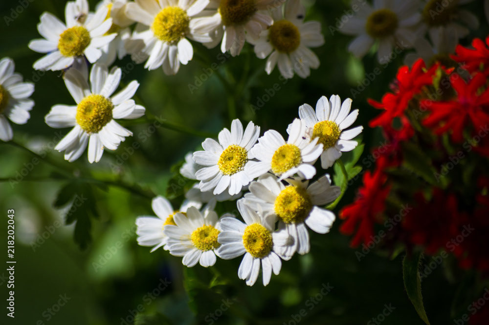 Obraz premium a bouquet of bright spring flowers of various types