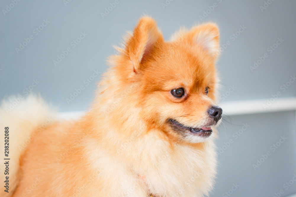 Pomeranian dog smile so cute.