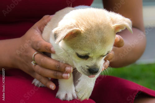 Puppy Oreo