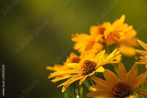 bouquet of bright yellow flowers Heliopsis helianthoides