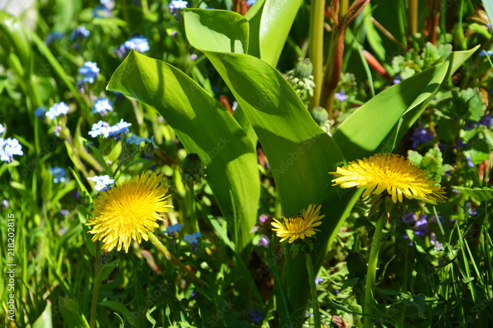 Obraz premium dandelion, Taraxacum, blowball, flower, yellow, nature, grass, spring, green, summer, plant, blossom, flora, macro, meadow, flowers, close-up, bloom, weed, beauty, beautiful, garden, season, floral