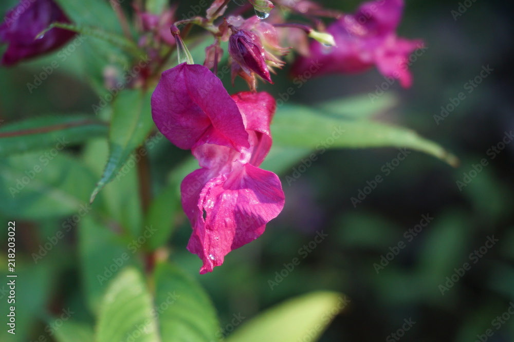 Bach, Lilien, pink, rosa, Gewässer, Guten Morgen, Tau