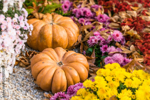 Fresh orange pumpkins and chrysanthemums in autumn garden. Fall garden, park with decorative pumpkin, plants, flowers and stones. Halloween, Thanksgiving, decoration for the holiday house and garden.