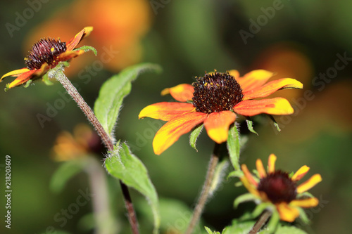 Rudbeckia triloba  Red Sport varies in colors of red and yellow and bicolors in the mix