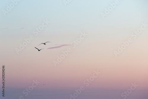 seagulls in flight 