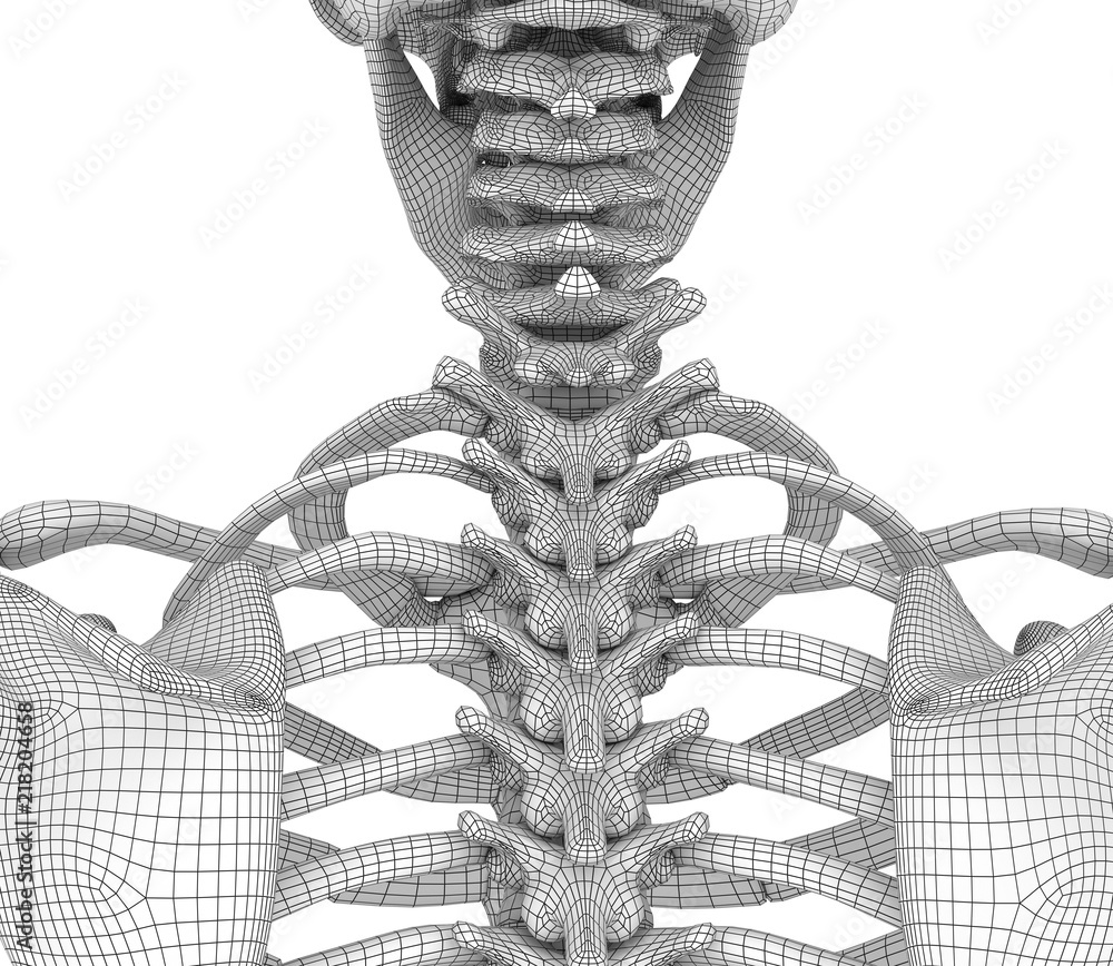 Human skeleton breast chest. Front view. Medically accurate 3D