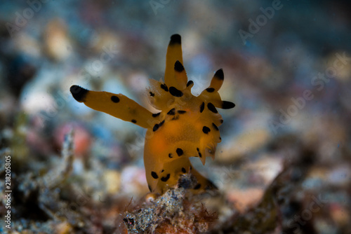 Pikachu Nudibranch - Thecacera pacifica © Ollie