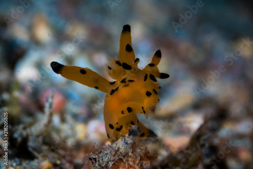 Pikachu Nudibranch - Thecacera pacifica photo