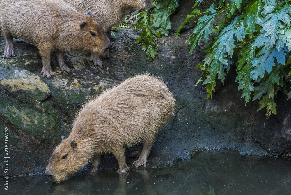 capybara capybara