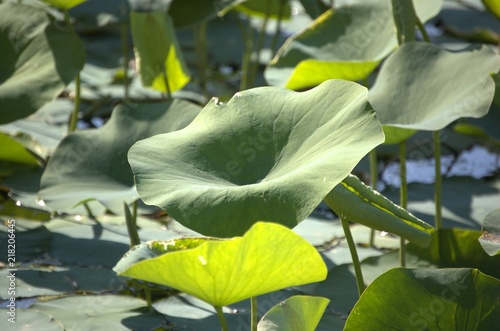 DeSota Wildlife Refuge photo