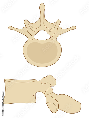 Anatomia vertebre lombari