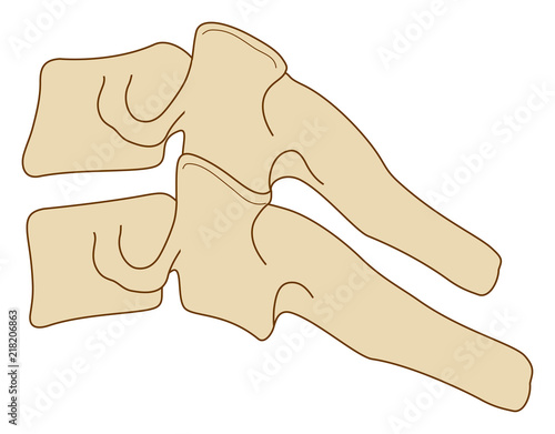 Anatomia vertebre cervicali