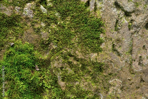 green moss texture in nature © Khathawuth