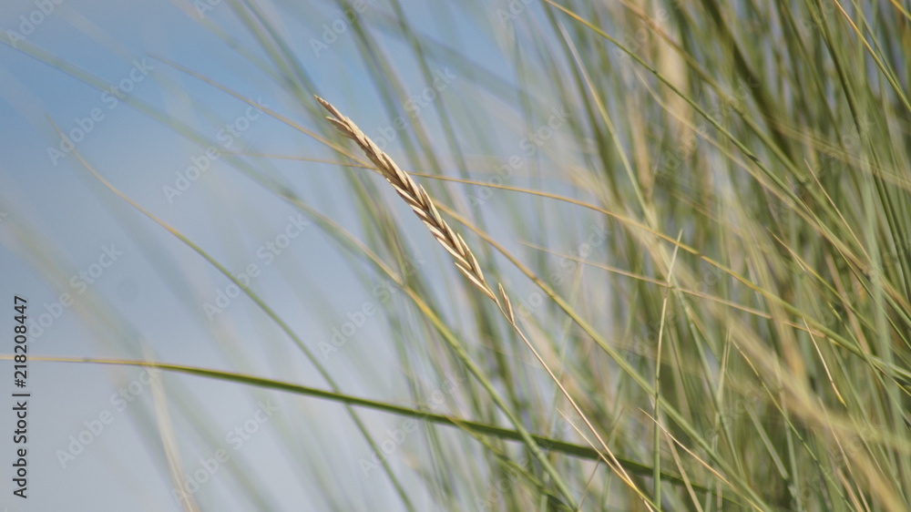Gräser vor blauem Himmel Gräser vor blauem Himmel