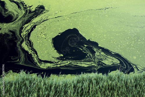 Blue-green algae