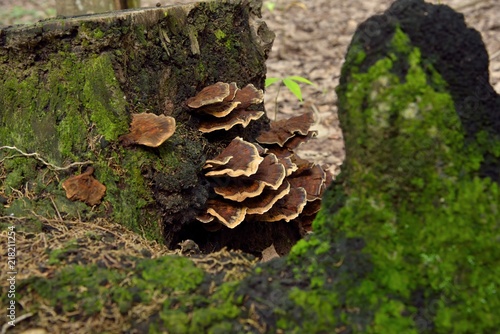 brown mushrooms in nature