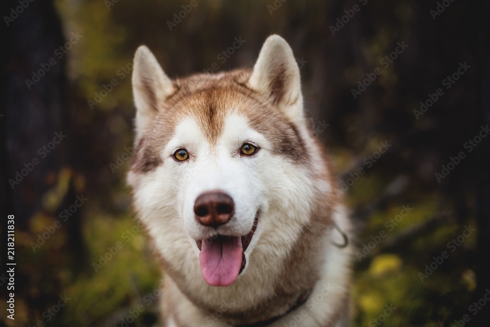 Close-up Portrait of free Beige and white dog breed Siberian Husky sitting in fall season on a bright forest background.