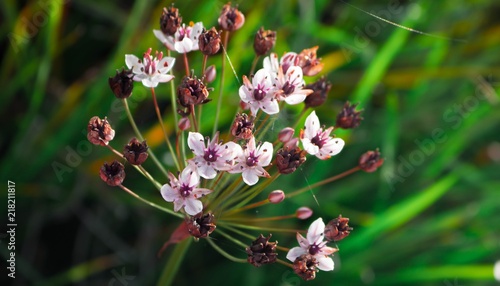 marsh flower