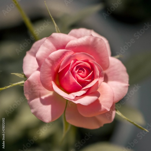 awesome pink rose