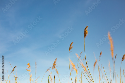Grashalme mit Ähren vor blauem Himmel