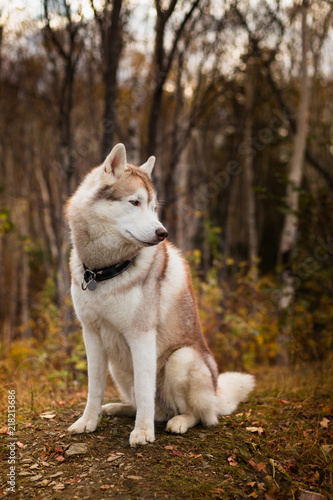 Portrait of Beige Siberian husky dog is sitting on the hill in the fall forest