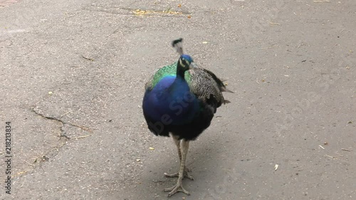 Adult peacock.Panning,Closeup, 