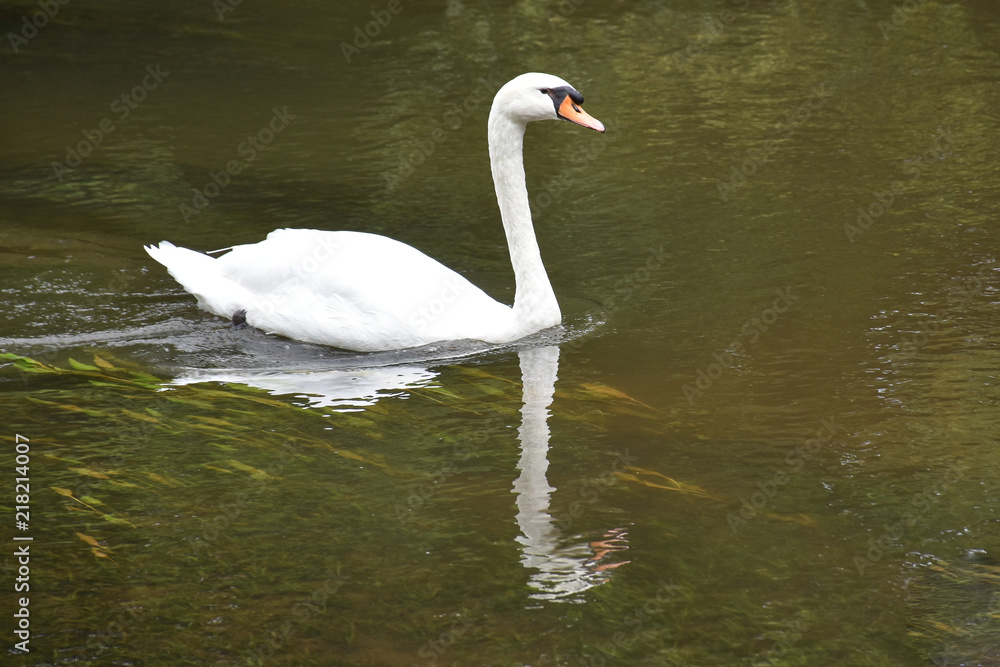 Schwan 02 Schwan 02