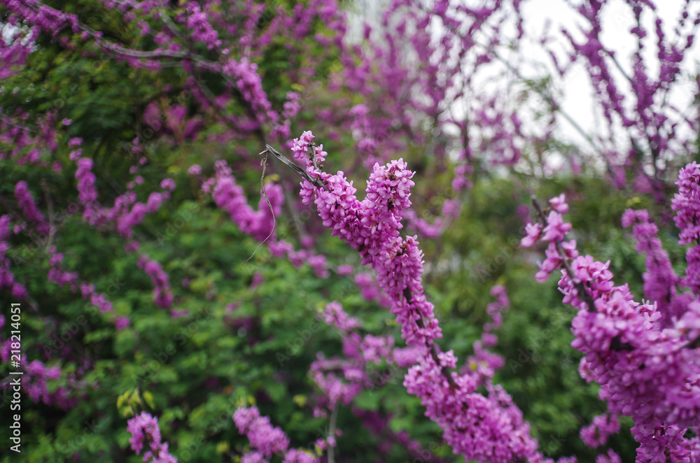 Fototapeta premium View of Chinese Redbud
