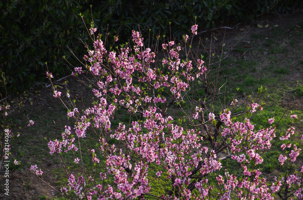 Obraz premium A Close-up of Chinese Small Pink Flowers on the Tree