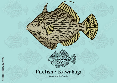 Filefish. Vector illustration with refined details and optimized stroke that allows the image to be used in small sizes (in packaging design, decoration, educational graphics, etc.)