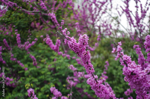 View of Chinese Redbud