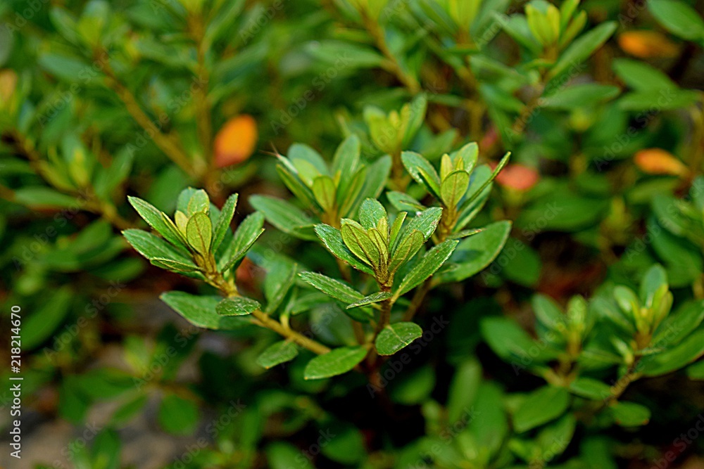  green leaves