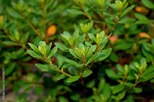  green leaves