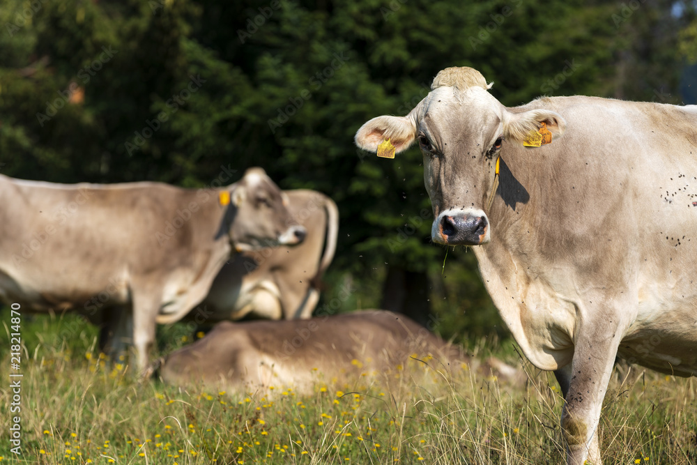 Kühe grasen auf einer Wiese im bayrischen Allgäu auf einer Koppel. Urlaub auf einem Bauernhof in Bayern. Kühe grasen auf einer Wiese im bayrischen Allgäu auf einer Koppel. Urlaub auf einem Bauernhof in Bayern.