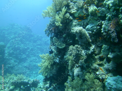 Underwater nature