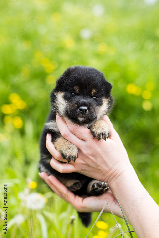 Obraz premium Portrait of adorable two weeks old shiba inu puppy in the hands of the owner in the buttercup meadow
