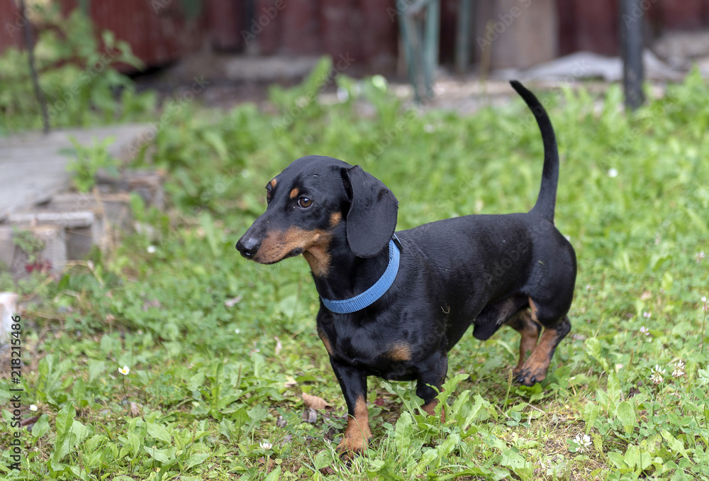 small black-haired dachshund dog with blue collar on green grass in summer
